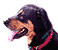 Pets & Supplies